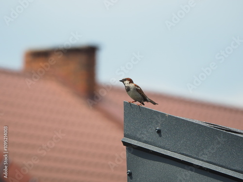 The house sparrow (Passer domesticus), sparrow sitting on the roof
