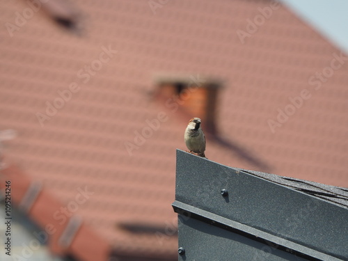 The house sparrow (Passer domesticus), sparrow sitting on the roof