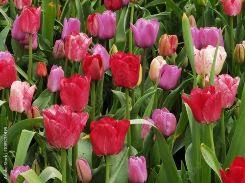 the tulips in Keukenhof Park, Holland #1095215499