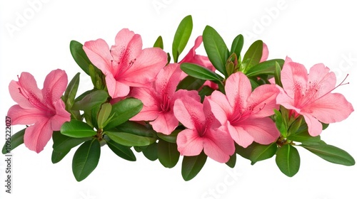 Beautiful Pink Azalea Flowers Bouquet