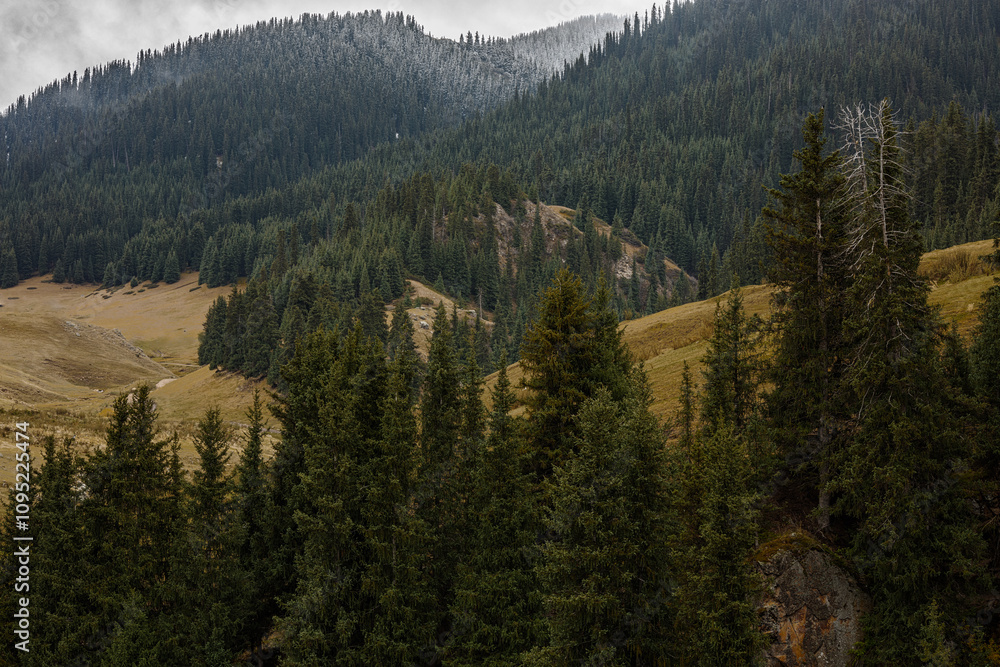 Obraz premium autumn forest in the mountains