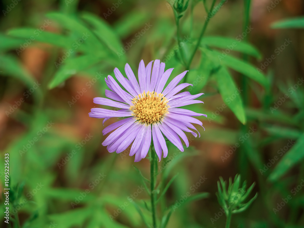 Obraz premium Head of flower Alpine aster or blue alpine daisy. Close-up