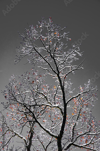 Isolated tree trunk coverded by snow against a gray background photo