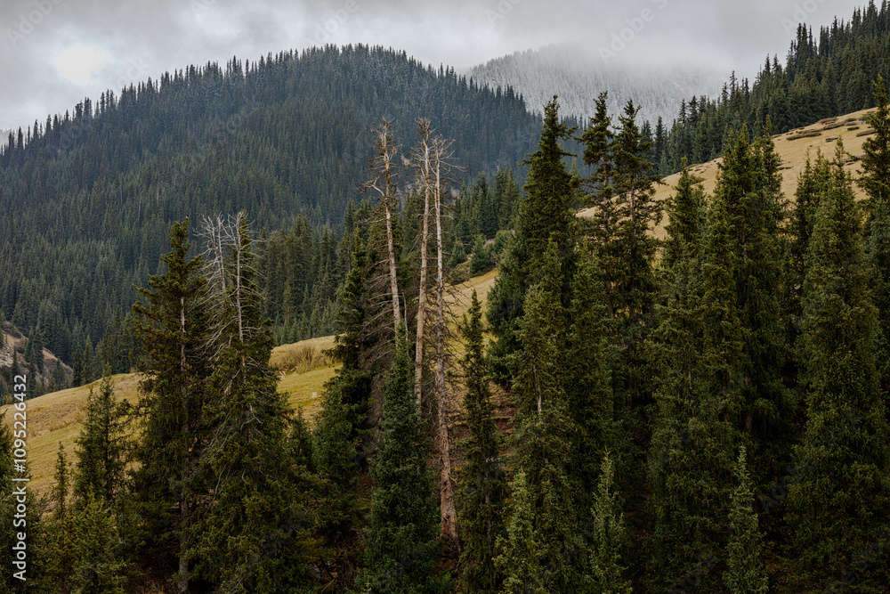 pine forest in the mountains pine forest in the mountains