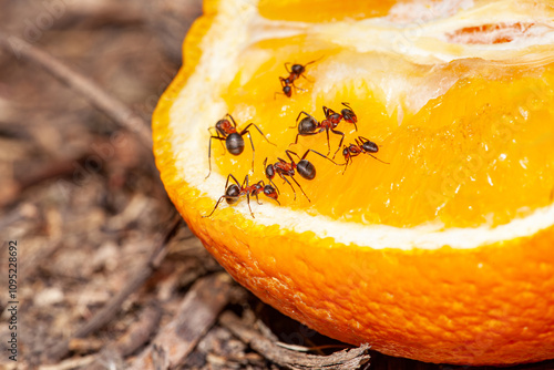 Orange Shogun was left one night sweetness and fragrance of it makes ants favors. So come eat like crazy. photo