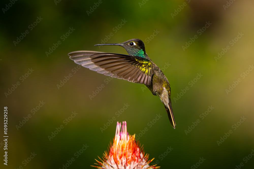 Fototapeta premium Colibrí Magnífico, Magnificent Hummingbird, 