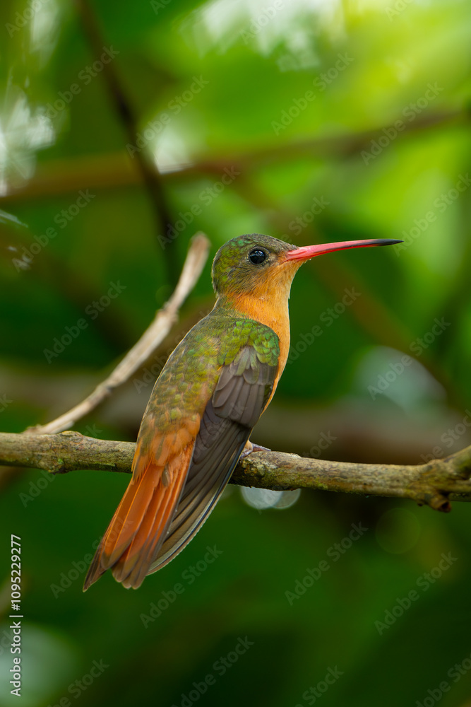 Fototapeta premium Colibri Canelo, Amazilia rutila, Cinnamon hummingbird