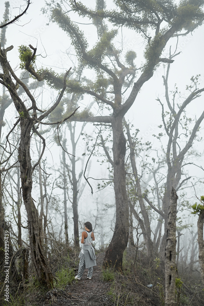 Mystical atmosphere in a destroyed forest on a volcano after an ash eruption. The dead jungle with bare tree trunks and palm trees on the mountain is covered with clouds or fog. Mystical atmosphere in a destroyed forest on a volcano after an ash eruption. The dead jungle with bare tree trunks and palm trees on the mountain is covered with clouds or fog.