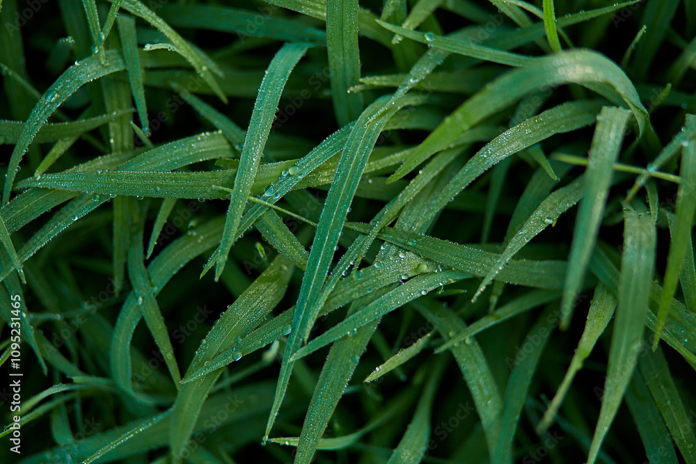 New juicy green rice terraces are covered with morning dew on the popular island of Bali. New juicy green rice terraces are covered with morning dew on the popular island of Bali.