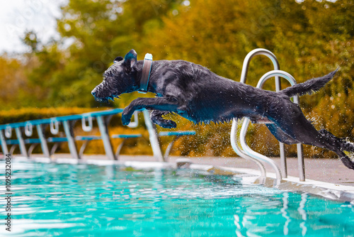 Konstfotografi Energetic Muscular Black Dog Leaping Into Refreshing Swimming Pool On A Sunny Da