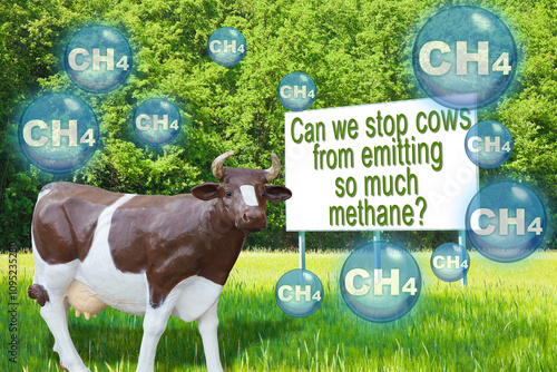 Can we stop cows from emitting methane? Cow farms produce methane gas which is released into the atmosphere - Concept  with plastic cow model and emission of CH4 methane inthe air photo