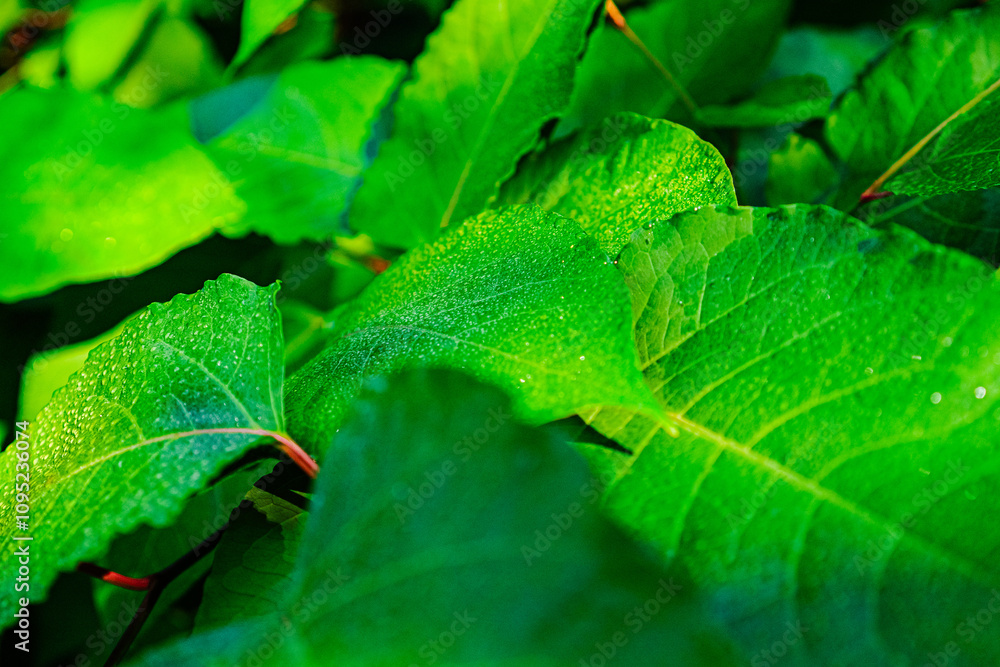 Close-Up View of Vivid Green Leaves with Morning Dew in Natural Sunlight Close-Up View of Vivid Green Leaves with Morning Dew in Natural Sunlight