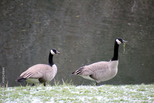 Canada geese