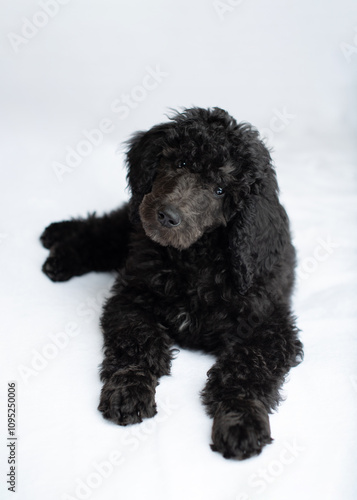black poodle puppy