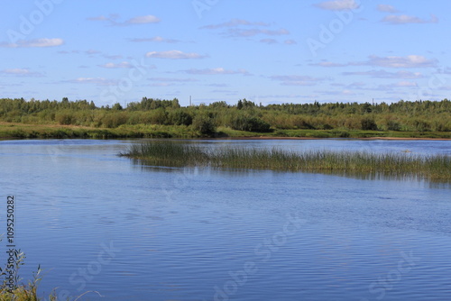 a small river flows in green forests in summer