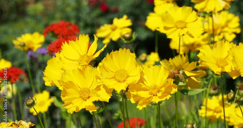 Clump of Lanceolate leaves flowers (Coreopsis lanceolata) with yellow, ligulate petals at the top of a thin, flexible green stems supporting the flower heads Clump of Lanceolate leaves flowers (Coreopsis lanceolata) with yellow, ligulate petals at the top of a thin, flexible green stems supporting the flower heads