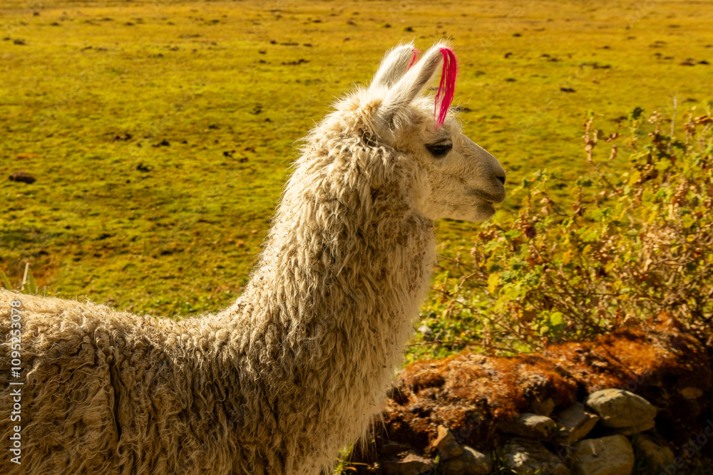 Fototapeta premium Laguna Humantay