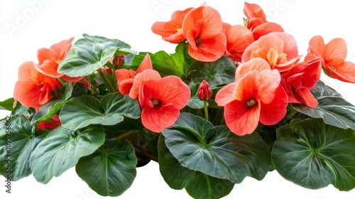 Stunning Orange Flowers and Lush Foliage