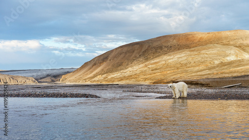 Polar Bear in Svalbard 