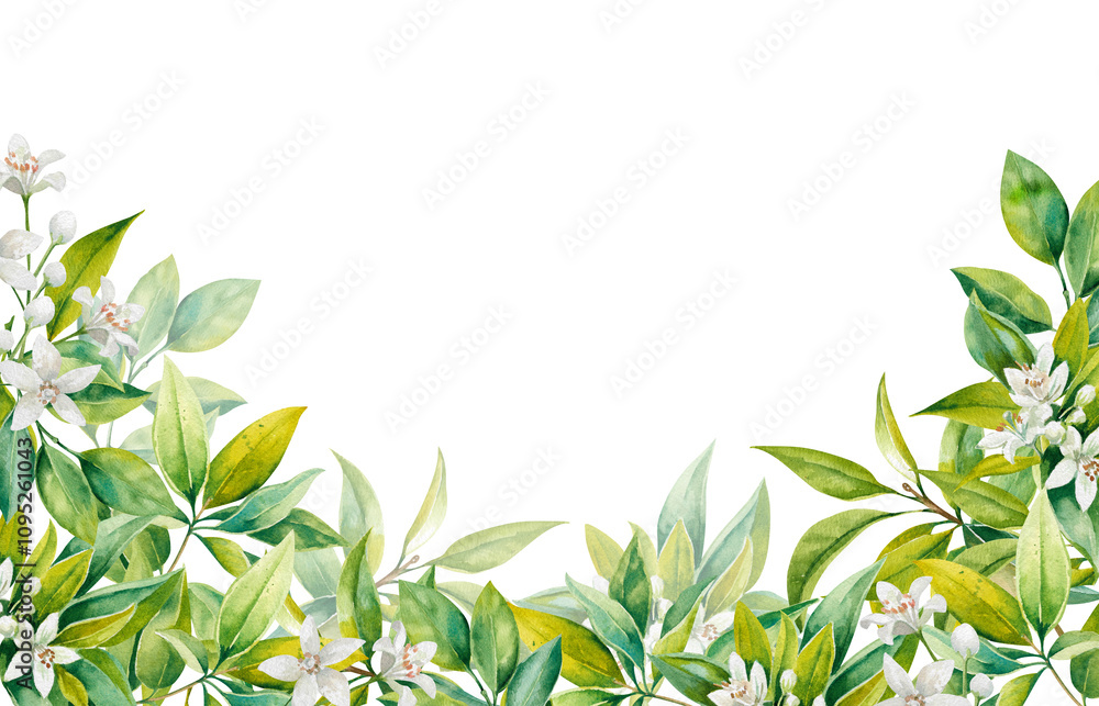Obraz premium Branch of citrus tree with fresh green leaves and white flowers hand drawn watercolor illustration