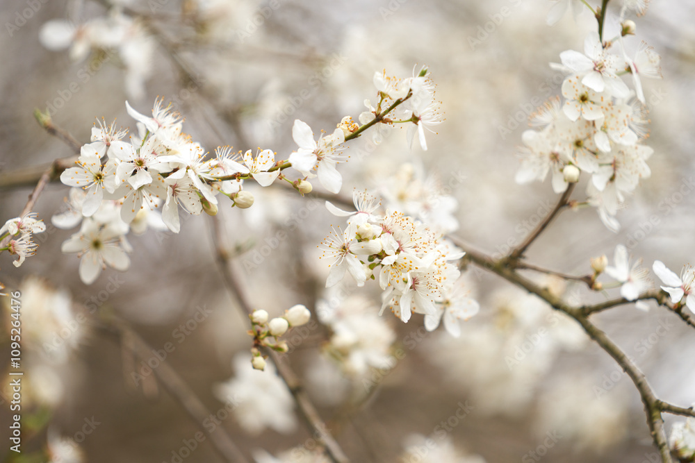 Spring blooming of gardens. Tree branches with white flowers close-up on blurred background. Spring blooming of gardens. Tree branches with white flowers close-up on blurred background.