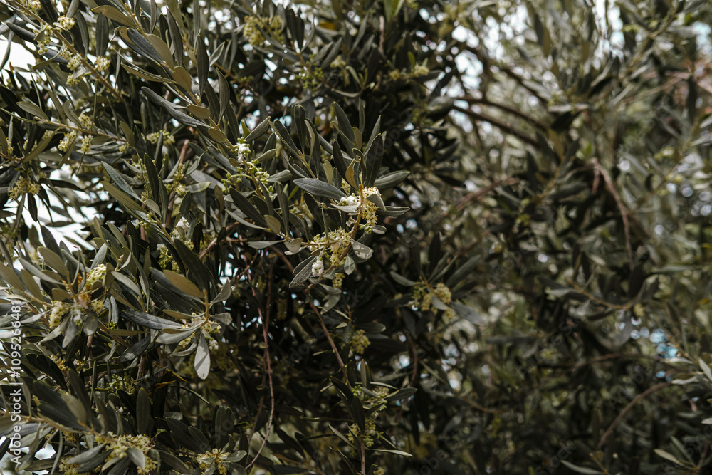 blooming olive trees as popular mediterranean farming tree, coastal lyfestyle symbol blooming olive trees as popular mediterranean farming tree, coastal lyfestyle symbol