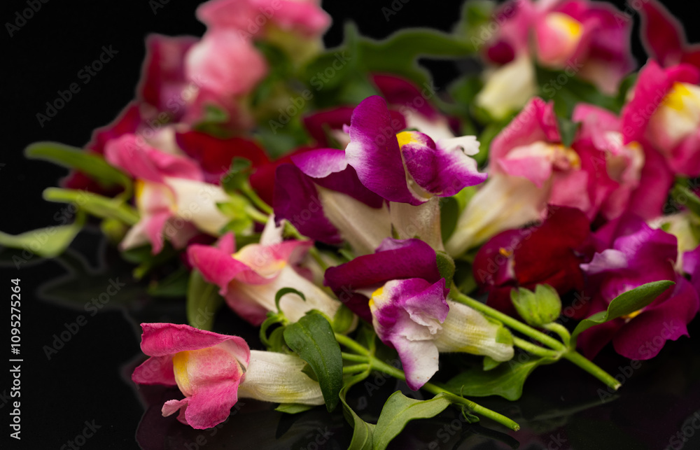 colorful snapdragon flowers colorful snapdragon flowers