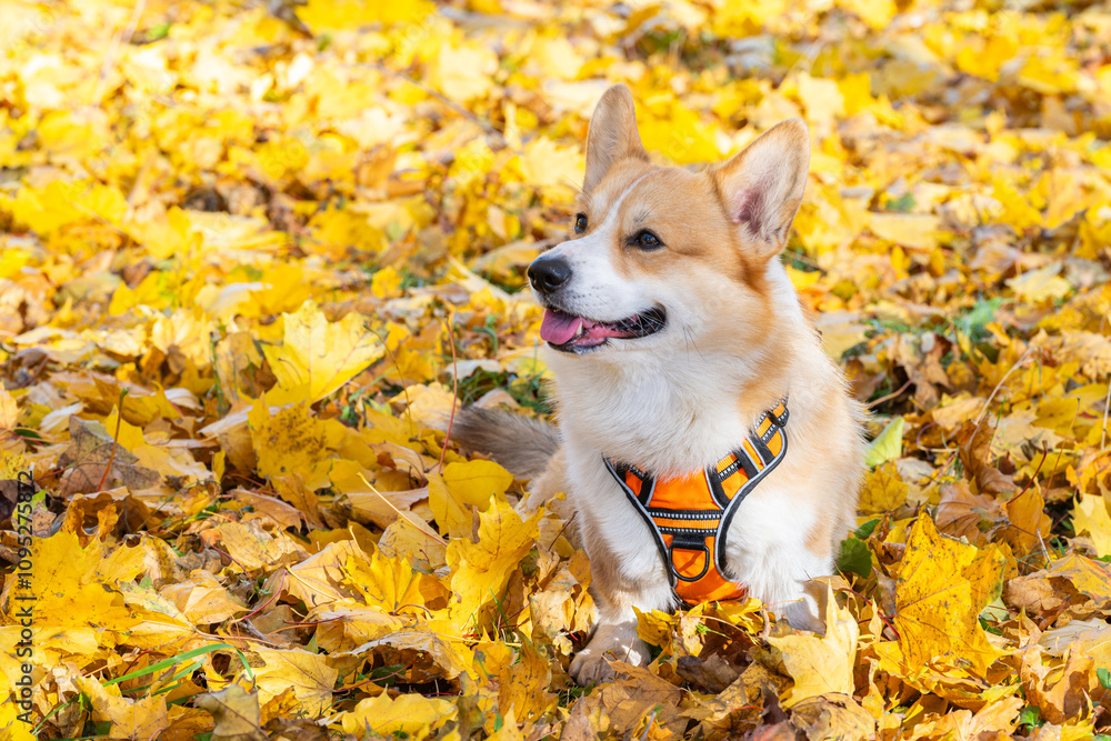 Pembroke corgi among autumn yellow leaves