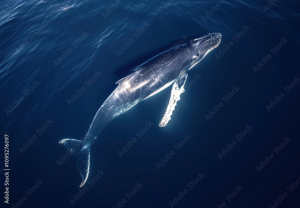 Fototapeta premium Majestic Humpback Whale Swimming Gracefully in Deep Blue Ocean Water Under Sunlight With Bubbles and Waves Surrounding Its Massive Body