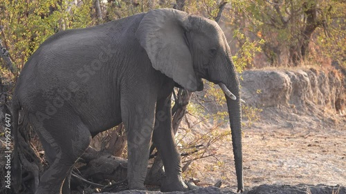 African Elephant (Loxodonta africana) bull along the Zambezi river in Zimbabwe during winter drought. Slow motion, 25% natural speed.