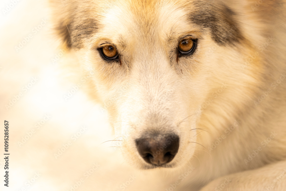 Obraz premium Husky Face