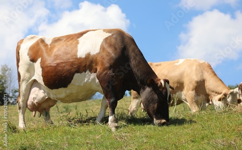 Fotografie pregnant brown and white cow with large milk-filled udders grazing in mountain