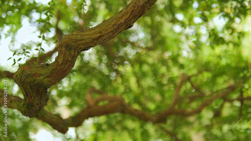 Lush Green Tree Branch Illuminated Under Beautiful Natural Light During Daytime Hours Lush Green Tree Branch Illuminated Under Beautiful Natural Light During Daytime Hours
