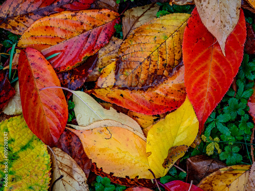 Buntes Herbstlaub im Regen photo