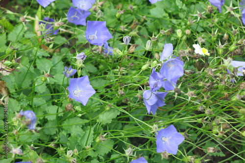 blue bell of the Carpathian (campanula carpatica) blooms in spring photo