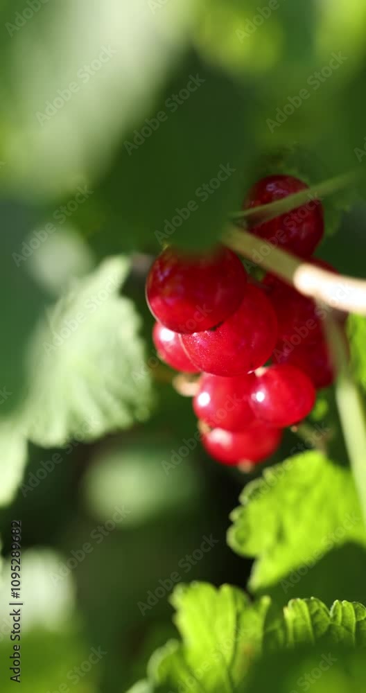 Lush redcurrant berries developing on a branch amidst vibrant green foliage Lush redcurrant berries developing on a branch amidst vibrant green foliage