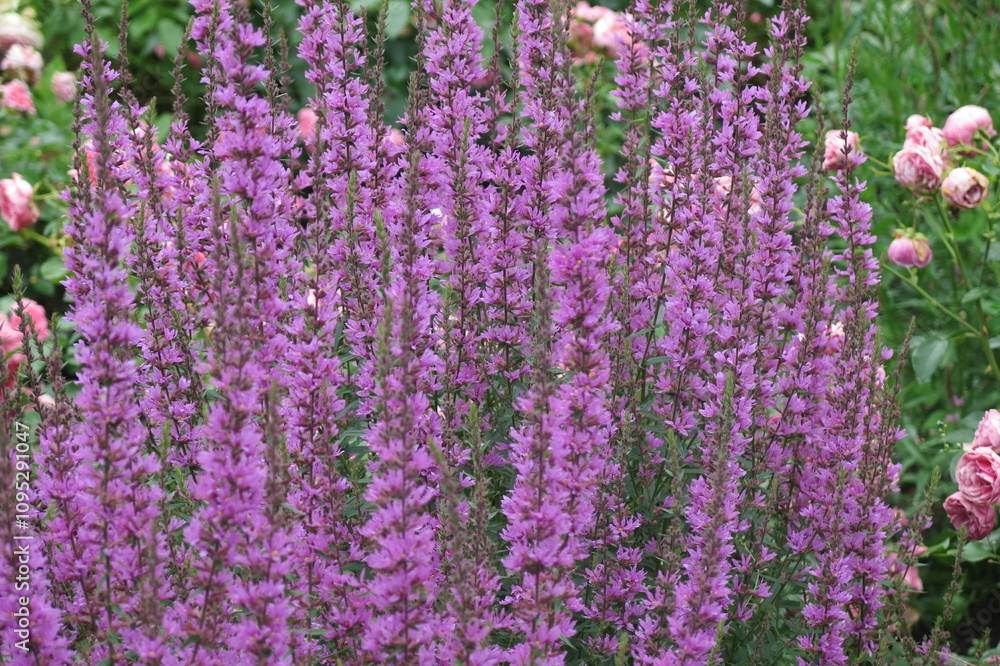 purple-pink willow-leaved turf (weeping grass) Lythrum salicaria purple-pink willow-leaved turf (weeping grass) Lythrum salicaria