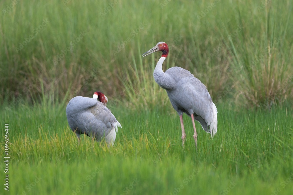 Fototapeta premium Sarus cranes standing in a lush green field, one preening its feathers