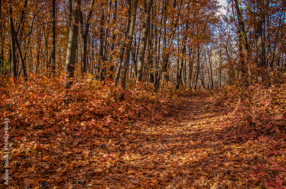 Fototapeta premium Red carpet in oak grove