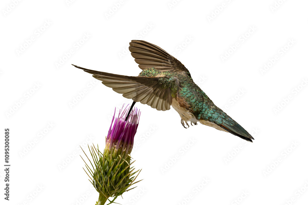Obraz premium Broad-tailed Hummingbird (Selasphorus platycercus) Photo, feeding on a Arizona Thistle (Cirsium anrzonicum) Bloom, in Flight Over a Transparent Isolated PNG Background
