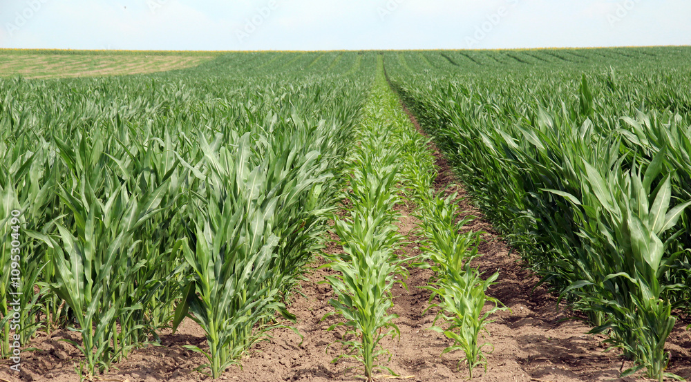 Young corn grows on the farmer's field. Young corn grows on the farmer's field.