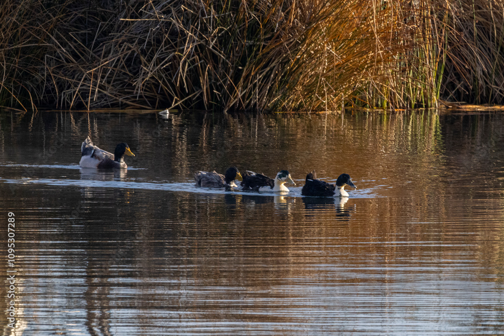 Rota do Sol e Lago Titicaca