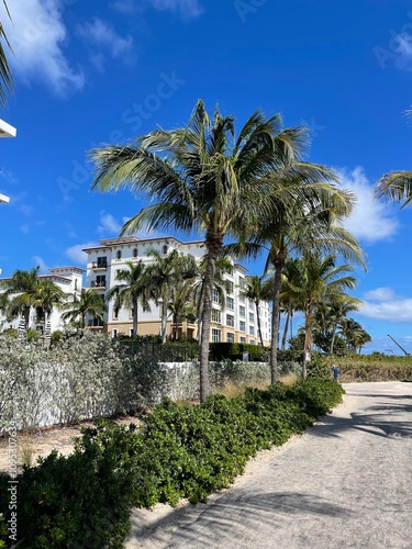 palm trees on the beach