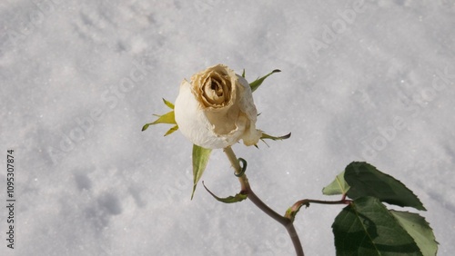 white rose on snow