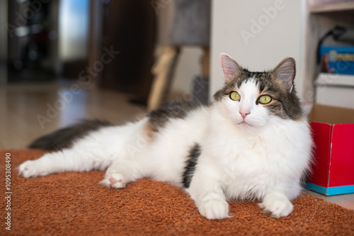 Fluffy adult domestic cat lying on the carpet