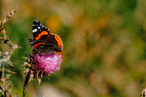 Close up of a butterfly foraging a purple flower near Stepanstminda in Kazbegi, Georgia