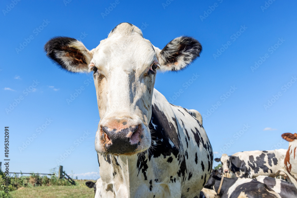 Mature cow head, black and white spotted, grumpy looking, dairy milker in front of a blue sky