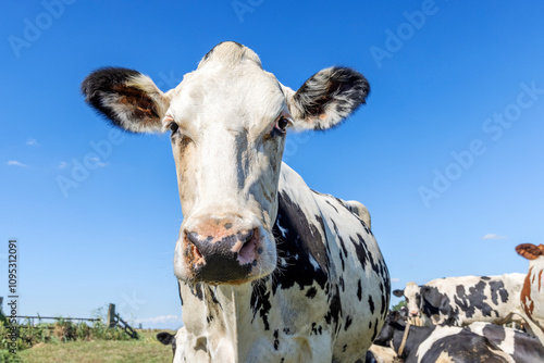Obraz na płótnie Mature cow head, black and white spotted, grumpy looking, dairy milker in front of a blue sky w salonie