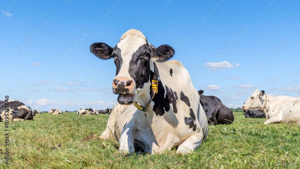Cow lying down, happy dynamic chewing and front view eye contact in the field
