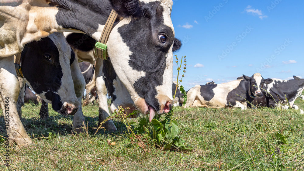Cow grazing close-up, with tongue pulling green grass, in the moment, cows in a field